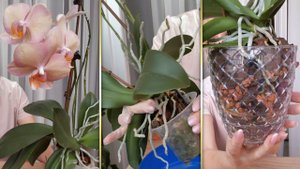 Орхидея ЛЕГАТО - МЕЧТА! Пересадка ДВОЙНОЙ орхидеи на АВТОПОЛИВ.