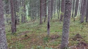 Какие грибы растут в Ленинградской области ?