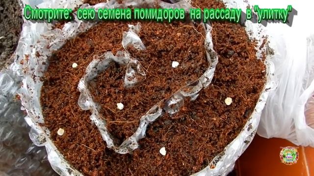Посев семян помидоров на рассаду в "улитку". 100 всхожесть!
