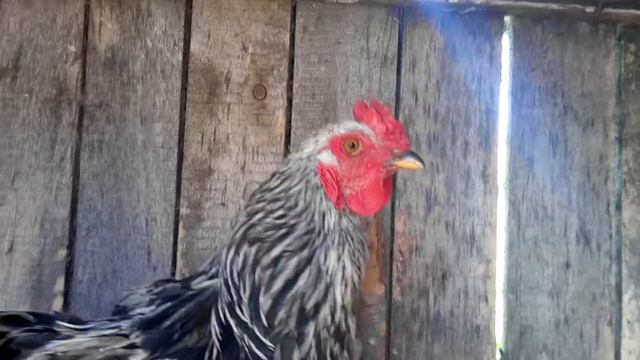 Интервью (петух в тюрьме) смотреть онлайн