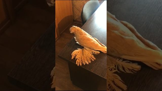 У друга дома сегодня, ГОЛУБИ. Tauben. Pigeons смотреть онлайн