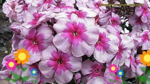 Флокс метельчатый Старый маяк. Краткий обзор, описание характеристик phlox paniculata Old Mayak