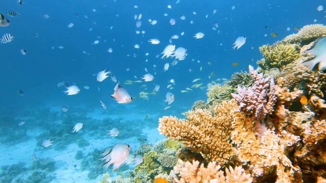 4K Underwater Wonders (ULTRA HD) - Beautiful Coral Reef Fish - Sleep Relaxing Meditation Music смотреть онлайн