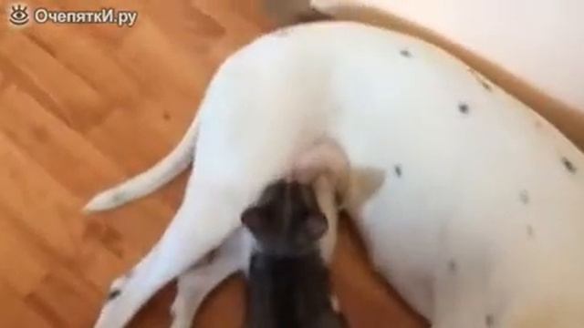 Собака заменила котёнку маму смотреть онлайн