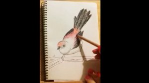 Скетч: маленькая красная птичка на ветке. Little red bird.