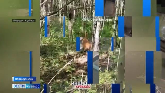 Дайджест новостей Кузбасса за 26 07 2023