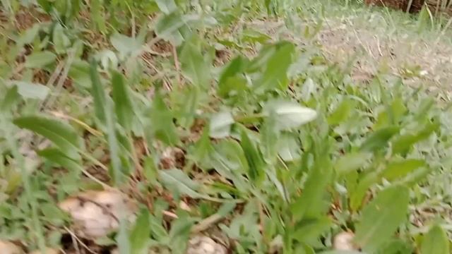 Майские маслята 2023. Огромные поляны весенних маслят никому не нужны. смотреть онлайн