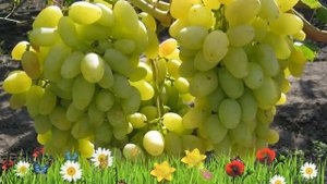 Виноград плодовый Аркадия (Настя) ? Обзор: посадка и уход. крупномеры: описание и особенности