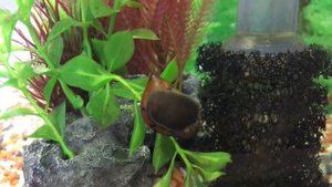 Завела улитку неретину. Как ухаживать за аквариумной улиткой. Как дела у рыбок? Аквариум. Гуппи.