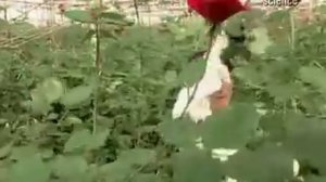 Плантация роз. Как выращивают розы.