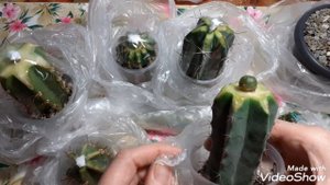 Отчёт по прививкам кактусов.