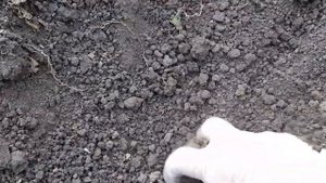 БОТАНИЧЕСКИЕ ТЮЛЬПАНЫ.ПОСАДКА В ОТКРЫТЫЙ ГРУНТ ОСЕНЬЮ.