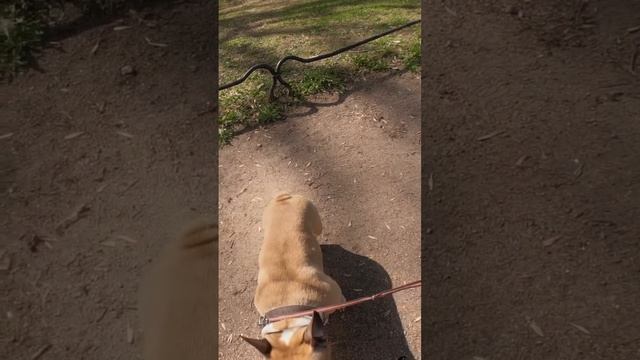 Это хрюшка? Нет, это французский бульдог! Фотосессия для милой собачки