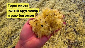 Горы селёдочной икры на побережье