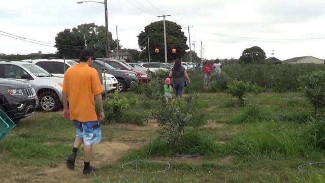 # 144 США, Американская черника-голубика высоко растет... смотреть онлайн