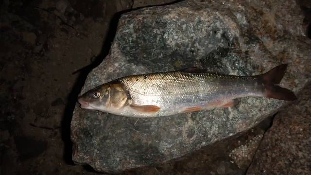 Ядовитые рыбы России. Это должен знать каждый! смотреть онлайн