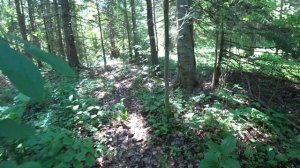 За грибами 29 июня 2022 2ч. Пермь.