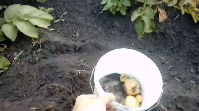 Урожай картофеля 2018.сорт метеор. смотреть онлайн