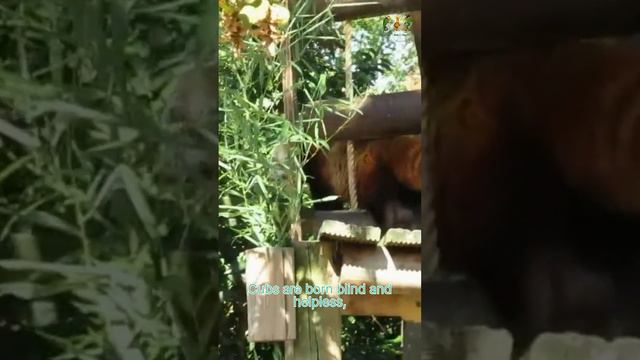 Discover the Adorable World of Red Pandas 🐾 | Red Panda Fun Facts