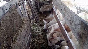 Лактация у коз , всё по разному