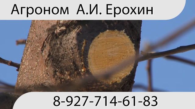 Обрезка сада