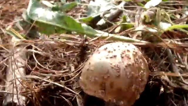 AMANITA PANTHERINA DANGER ! PELIGRO  ! DEADLY , TOXIC, MORTAL