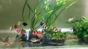 Барбусы на нерест, Анциструсы ?, пересадка больших барбусов и меченосцев