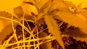 Эксперимент по ранней дефолиации авто цветущих сортов.