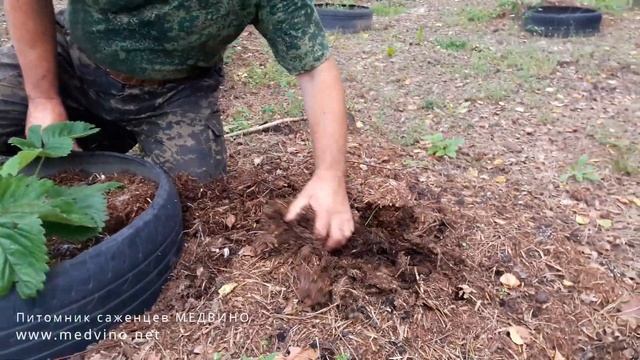 О мульче, шампиньонах и клубнике Чамора туруси смотреть онлайн