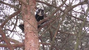 Пожарные снимают кота с дерева