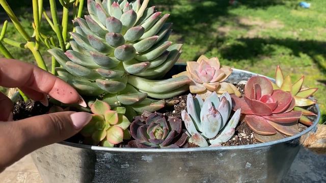 FLOWERS & GARDEN SUCCULENT ARRAGEMENT // ECEHVERIA LOLA // BLACK PRINCE // STICKS ON FIRE смотреть онлайн