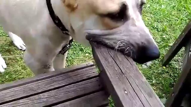 Алабай Щенок смотреть онлайн