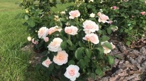 Английские розы Инглиш гарден и Королева Швеции ?открытие прошлого года ??.mp4