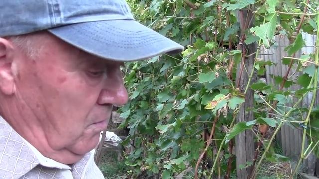@Прививка винограда в штамб. Метод Якушенка В.Е. Часть 1 смотреть онлайн