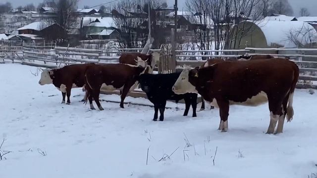 Жизнь в селе Прокопьевка/ Коми / В дали от цивилизации / без интернета и сотовой связи смотреть онлайн