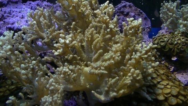 Сочи. Парк "Ривьера".Океанариум. Рыбки в кораллах смотреть онлайн
