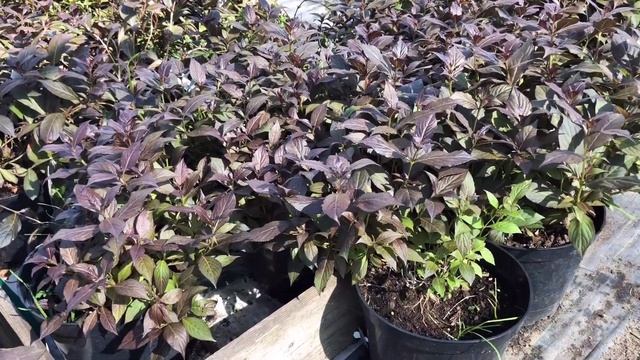 "Садовый Центр № 1" на Новой Риге - Вейгела Минор Блэк для вашего сада! смотреть онлайн