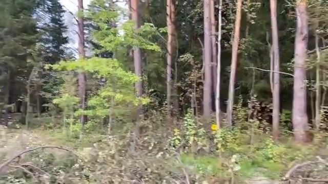 шикарный лесной участок 25 соток в коттеджном поселке Лесницыно на Новой Риге смотреть онлайн