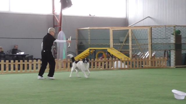 Дебют - Фристайл Малышева Ольга и Метис КАСПЕР смотреть онлайн