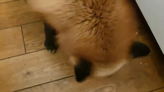 Алиса лиса. Предпочтения животных в еде. смотреть онлайн