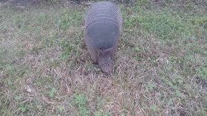 БРОНЕНОСЕЦ - забавное животное. The armadillo is a funny animal.