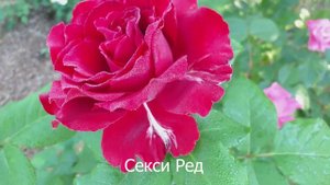 КРАСНЫЕ РОЗЫ 13 сортов!