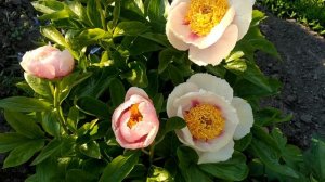 Пионы Александры Спасской. Athena (Афина).