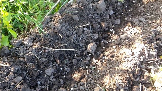 Выращивание картофеля из ростков и кусочков. Посадка с горохом. смотреть онлайн