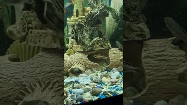 рыбки пельвикахромис попугайчик, создают пары смотреть онлайн