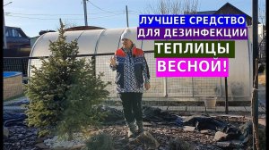 Лучшее средство для дезинфекции теплицы весной