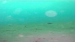 27.01.2019 год, бухта Гертнера, 2 км от берега, район Кедрового, подводная съемка на глубине 7 м. 2