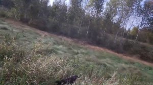 Охота с дратхааром на утку 2018