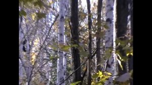 РЕВ изюбря, первые наши попытки, в начале 2000ых годов