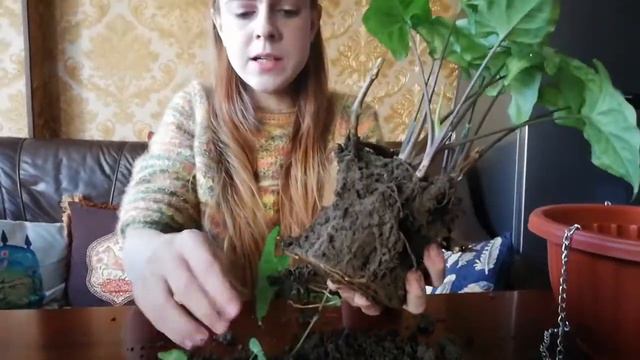 Syngonium, das Pfeilblatt | Pflanzenpflege 1x1